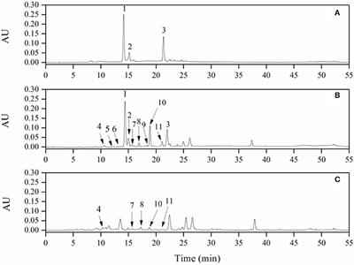 Metabolites of Procyanidins From Litchi Chinensis Pericarp With Xanthine Oxidase Inhibitory Effect and Antioxidant Activity
